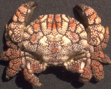 Photo: J. Poupin; Go to the Crustacea database